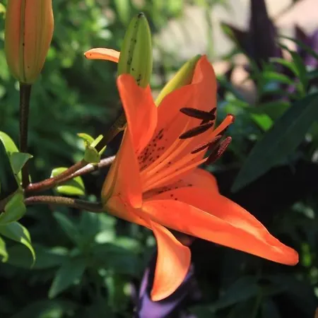 Apartman Apartments With Wifi Trsteno, Dubrovnik - 9015