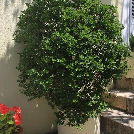 Apartments With Wifi Trsteno, Dubrovnik - 9015 Apartman Trsteno