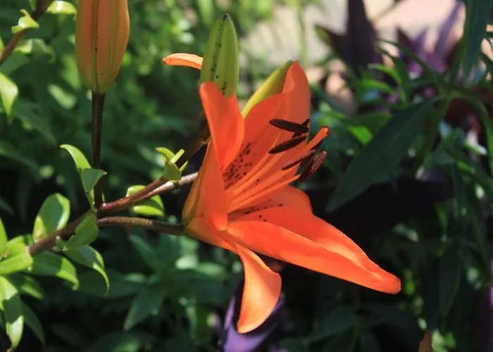 아파트 With Wifi Trsteno, Dubrovnik - 9015