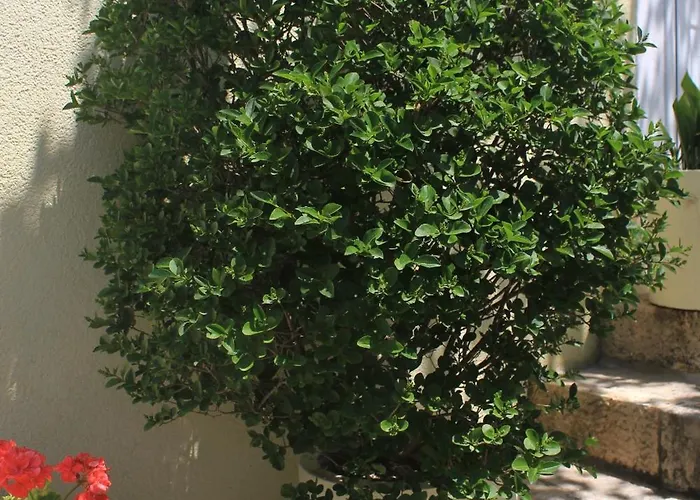 With Wifi Trsteno, Dubrovnik - 9015 아파트 트르스테노